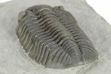 Prone Eldredgeops Trilobite - Sylvania, Ohio #257540-4